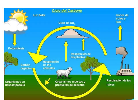 Ciclo del carbono